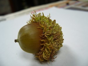 noix,glands chne  gros fruits (quercus macrocarpa)